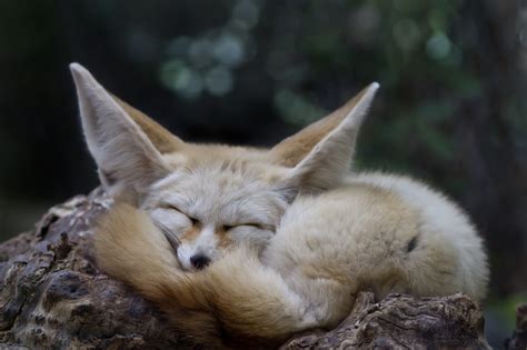 Fennec Fox: Experience the Cuteness Overload and Discover its Amazing Desert Survival Tactics!