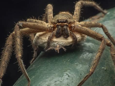  Huntsman Spiders: Eight-Legged Hunters That Rule Both Day and Night