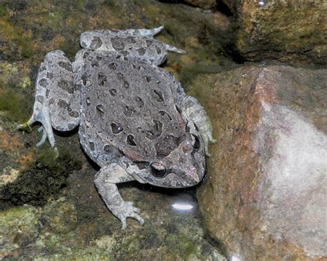  Iberian Painted Frog: Unveiling the Secrets Behind This Miniature Masterpiece of Camouflage!