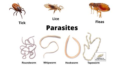  Know Your Klebsiella: This Tiny Parasite Causes Havoc by Invading Humans and Other Animals!