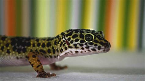  Leopard Gecko: Can This Miniature Reptile With Its Striking Spots Be Considered A Suitable Beginner Pet?