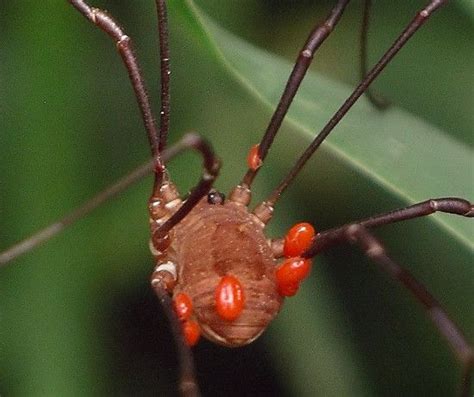  Leptus! A Tiny Spider With Legs That Can Outstretch Its Entire Body Length