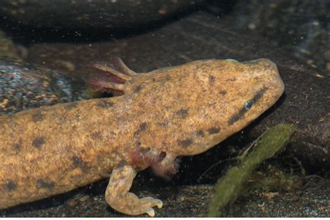  Mudpuppy! These Curious Aquatic Salamanders are Experts at Hiding and Regenerating Lost Limbs