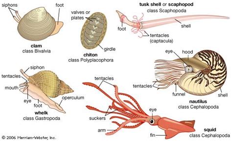  Paddle Shells: Discover the Fascinating World of These Filter-Feeding Marine Mollusks with Unique Shell Shapes!