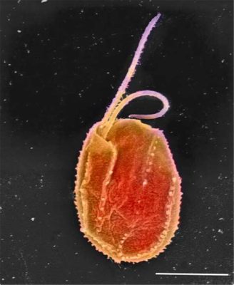  Quelonella: A Tiny Flagellated Predator With an Appetite for Bacteria! 