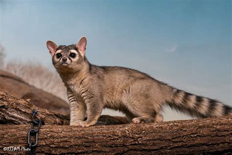  Ringtail! A Nocturnal Mammal With an Exceptional Talent for Climbing