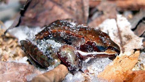  Wood Frog:  Discover The Amphibian That Can Freeze Solid And Thaw Back To Life!