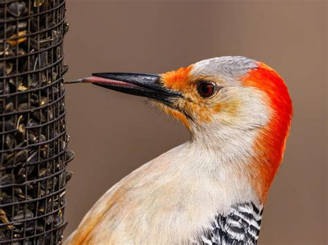  Woodpecker! A Masterful Drummer With a Feathery Tongue for Insect Hunting!