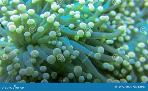  Yellow-Tipped Anemone: Discover This Tiny, Tentacled Marvel That Floats and Feeds Like No Other!