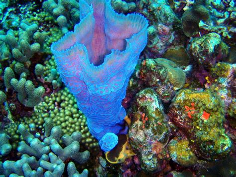 Blue Vase Sponge – A Masterful Architect Hiding Amongst the Coral Reefs!