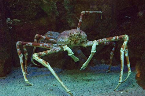  Colossal Crabs: An Exploration into the Armored World of Giant Crustaceans!