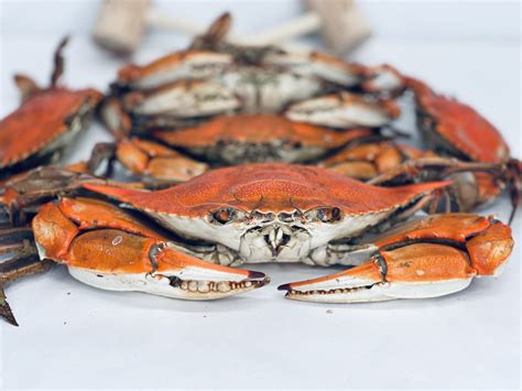  Colossal Crabs! Unveiling These Underwater Giants Sporting Armored Bodies and Powerful Claws