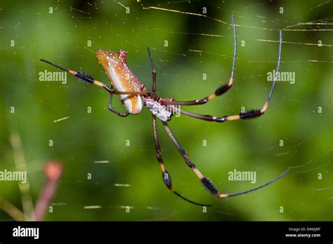 Golden Orb-Weaver!  Spinning Silken Masterpieces Underneath the Tropical Sun