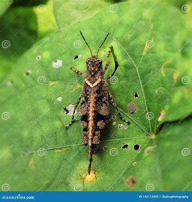 Grasshopper! Discover Their Extraordinary Leaping Abilities and Remarkable Camouflage Techniques Within Nature's Realm!