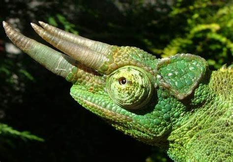  Jackson’s Chameleon: A Reptile Master of Disguise That Thrives on Delicious Insects