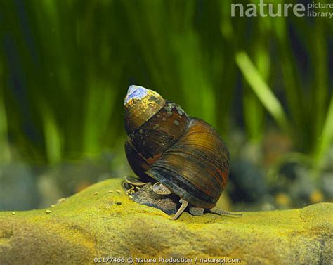  Japanese Mud Snail: A Tiny Gastropod With an Extraordinary Appetite for Detritus!