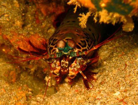  Jumping Shrimp: A Tiny crustacean That Leaps To Extraordinary Heights! 