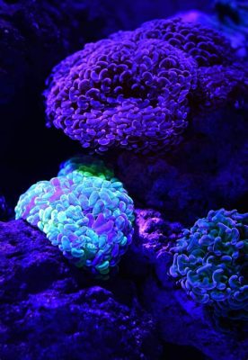  Kentian Coral:  A Colorful Underwater Garden Where Bioluminescence Meets Soft Corals