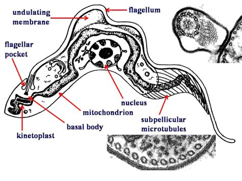 Kinetoplastida! A Microscopic Marvel with Undulating Membranes for Enhanced Locomotion