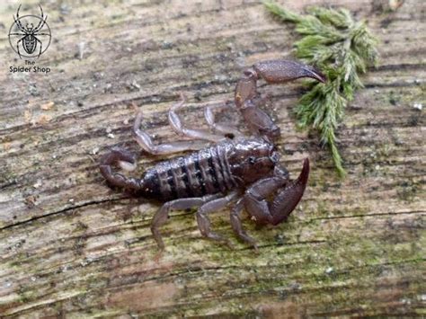  Liocheles!  Masterful Burrowers With Eight Legs and an Unexpectedly Sweet Tooth