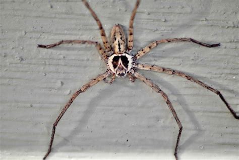  North American Huntsman Spider:  Eight-Legged Prowlers with Lightning Speed, Lurking in the Shadows!