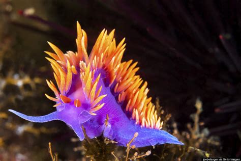  Nudibranch! A Colorful Sea Slug With Extraordinary Defenses