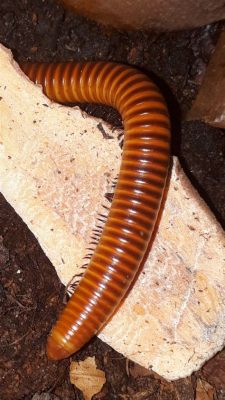  Orange Millipede! An Unassuming Terrestrial Creature Hiding A Fascinating World Beneath Its Many Legs