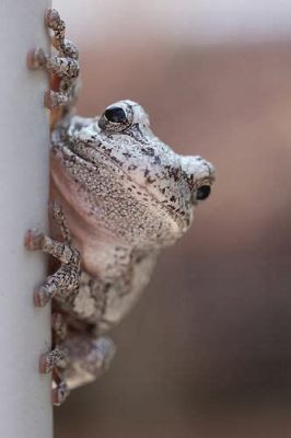 Pacific Tree Frog: A Miniature Amphibian Acrobat With An Unusually Melodious Voice!