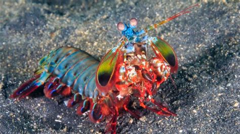  Pistol Shrimp: A Tiny Creature Packing a Sonic Punch!