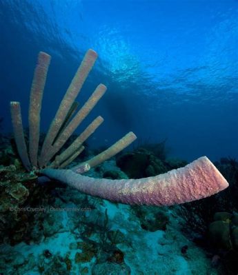 Purple Vase Sponge: A Colorful Underwater Resident Exhibiting Remarkable Filtration Abilities!