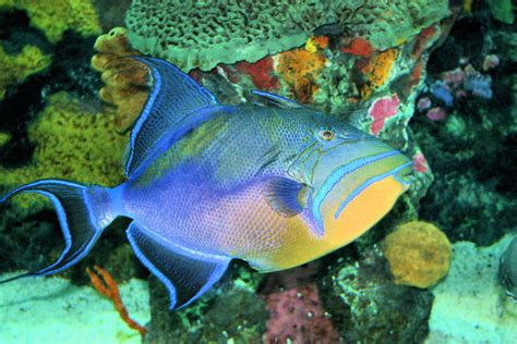 Queen Triggerfish: An Exotic Underwater Marvel With Stunning Coloration and Complex Social Interactions!