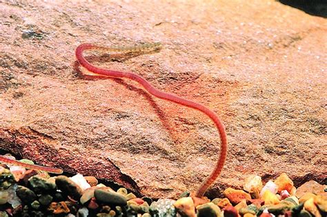  Red Worms: An Astonishing Example Of Segmented Worm Life In Aquatic Ecosystems!