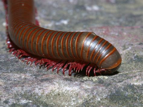  Ringworm Millipede: A Masterpiece of Nature Wearing Armor Made of Velvet