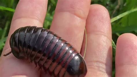  Roly-Poly Millipede:  Discover the Enchanting World of Armor-Plated Crawlers and Miniature Ecosystems!