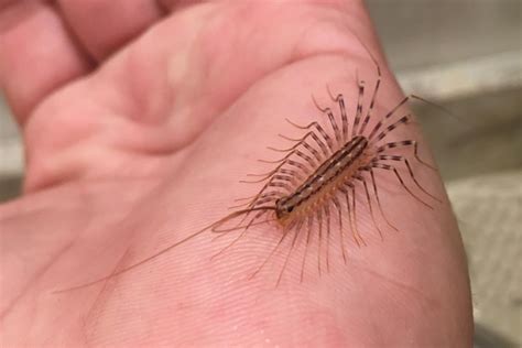 Scutigera! Unveiling the Secrets of a Lightning-Fast Arthropod Hunter with Tentacles and Claws