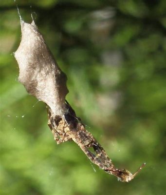  Uloborus: A Masterful Weaver With an Unexpectedly Delicate Appetite!