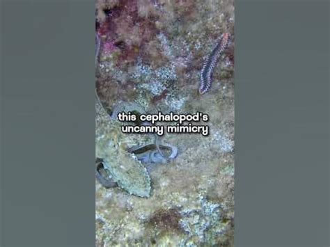  Umbrella Worm: A Master of Disguise in the Depths of the Ocean