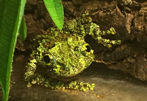 Vietnamese Mossy Frog: Discovering This Master of Camouflage Hiding Amongst Vibrant Green Foliage!