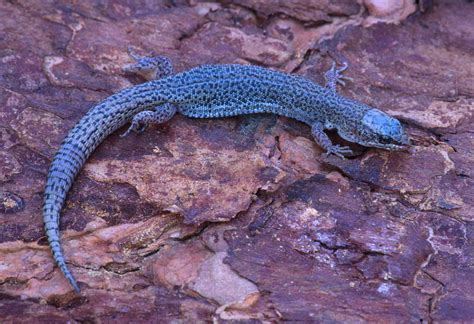 Xantus's Night Lizard: This Scaly Nocturnal Wanderer Prefers a Diet of Insects and Arachnids and Thrives in Coastal Cliffs and Scrublands!