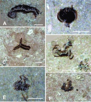  Xenophyophores: Are These Microscopic Monsters Hiding in Plain Sight?