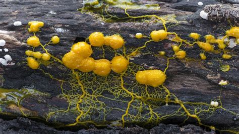 Yellow Slime Mold: Discover the Remarkable Social Behavior of This Single-Celled Organism!