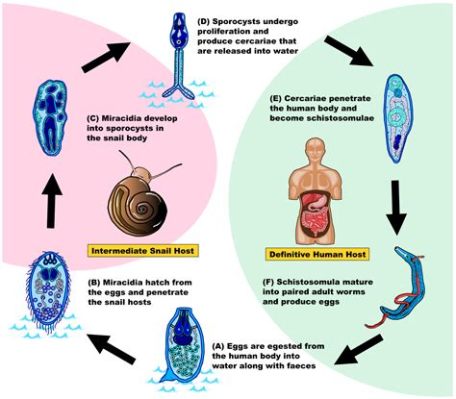 Youngia -  A Tiny Trematode Terrorizing the World's Snail Population with its Intricate Lifecycle!