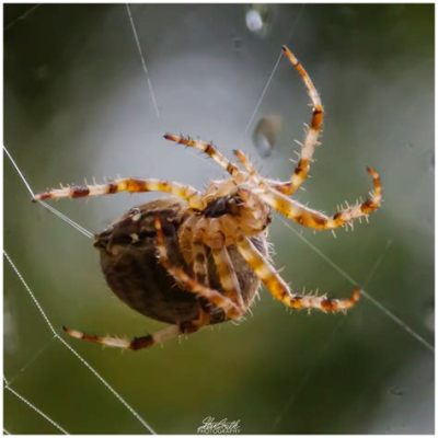 Zamuglia! Discover How This Enigmatic Spider Spins Its Web of Life Amongst the Ancient Rocks