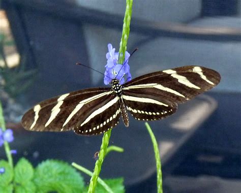 Zebra Longwing Butterfly: A Marvelous Insect That Bridges the Gap Between Daytime Fluttering and Nocturnal Slumber!