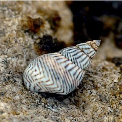  Zebra Periwinkle: An Underwater Jewel That Combines Elegant Shell Patterns With Remarkable Adaptability!